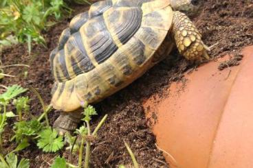 Landschildkröten kaufen und verkaufen Foto: 3 griechische Landschildkröten THB abzugeben Landschildkröten kaufen und verkaufen Foto: 3 griechische Landschildkröten THB abzugeben