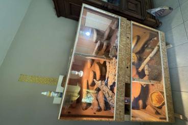 Bartagamen kaufen und verkaufen Foto: 2 Bartagamen & Terrarien (Terrarium) 