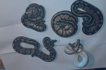 Königspythons kaufen und verkaufen Foto: Python Regius verschiedene Farbformen Königspythons kaufen und verkaufen Foto: Python Regius verschiedene Farbformen
