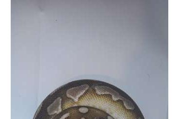 Königspythons kaufen und verkaufen Foto: Python Regius verschiedene Farbformen Königspythons kaufen und verkaufen Foto: Python Regius verschiedene Farbformen