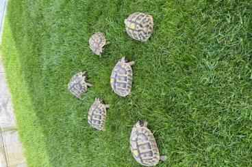 Tortoises kaufen und verkaufen Photo: 5 weibliche Griechische Landschildkröten (Testudo hermanni) Tortoises kaufen und verkaufen Photo: 5 weibliche Griechische Landschildkröten (Testudo hermanni)