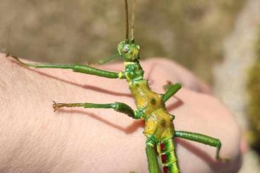 Insekten kaufen und verkaufen Foto: Mearnsiana Bullosa stick insect Insekten kaufen und verkaufen Foto: Mearnsiana Bullosa stick insect