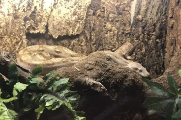 Boas kaufen und verkaufen Foto: 1.0 Boa Imperator T+ Albino Nicaragua 110cm Boas kaufen und verkaufen Foto: 1.0 Boa Imperator T+ Albino Nicaragua 110cm
