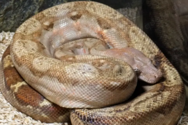Boas kaufen und verkaufen Foto: 1.0 Boa constrictor imperator Nicaragua "Zwergboa" T+ Albino Boas kaufen und verkaufen Foto: 1.0 Boa constrictor imperator Nicaragua "Zwergboa" T+ Albino