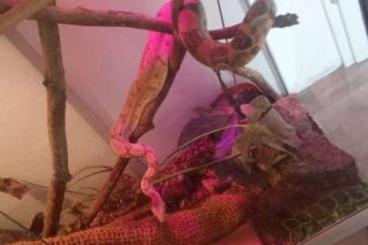 Boas kaufen und verkaufen Photo: Boa constrictor abzugeben Boas kaufen und verkaufen Photo: Boa constrictor abzugeben