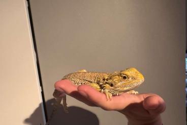 Bearded dragons kaufen und verkaufen Photo: Bartagame Pogona Vicciteps Männlich 1,5 Jahre Bearded dragons kaufen und verkaufen Photo: Bartagame Pogona Vicciteps Männlich 1,5 Jahre