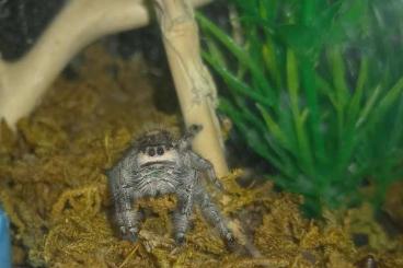 Spiders and Scorpions kaufen und verkaufen Photo: Phiddipus Regius Bahamas 