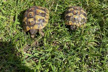 Tortoises kaufen und verkaufen Photo: Griechische Landschildkröten NZ 2021 bis 2024 abzugeben