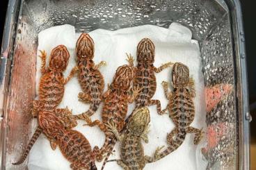 Bartagamen kaufen und verkaufen Foto: Farb-Bartagamen Nachwuchs Pogona Vitticeps Bartagamen kaufen und verkaufen Foto: Farb-Bartagamen Nachwuchs Pogona Vitticeps