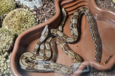 Boas kaufen und verkaufen Photo: Boa constrictor imperator costa rica Boas kaufen und verkaufen Photo: Boa constrictor imperator costa rica