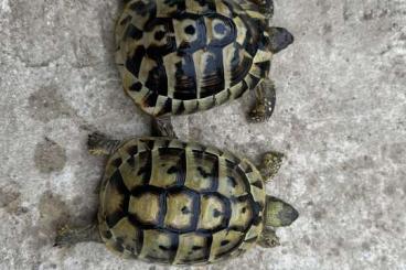 Tortoises kaufen und verkaufen Photo: TESTUDO HERMANNI BOETTGERI 12-17cm Tortoises kaufen und verkaufen Photo: TESTUDO HERMANNI BOETTGERI 12-17cm
