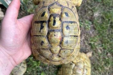 Landschildkröten kaufen und verkaufen Foto: TESTUDO HERMANNI BOETTGERI HI YELLOW Landschildkröten kaufen und verkaufen Foto: TESTUDO HERMANNI BOETTGERI HI YELLOW