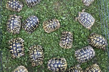 Tortoises kaufen und verkaufen Photo: TESTUDO HERMANNI BOETTGERI Tortoises kaufen und verkaufen Photo: TESTUDO HERMANNI BOETTGERI