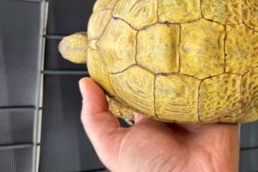 Landschildkröten kaufen und verkaufen Foto: TESTUDO HERMANNI BOETTGERI LEMON GOLDEN Landschildkröten kaufen und verkaufen Foto: TESTUDO HERMANNI BOETTGERI LEMON GOLDEN