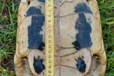 Landschildkröten kaufen und verkaufen Foto: XXL TESTUDO HERMANNI BOETTGERI FEMALE Landschildkröten kaufen und verkaufen Foto: XXL TESTUDO HERMANNI BOETTGERI FEMALE