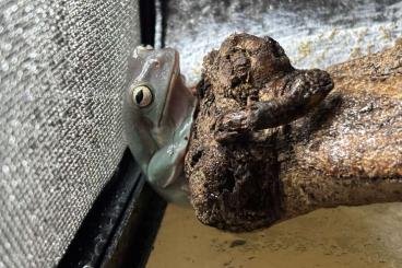 frogs kaufen und verkaufen Photo: Korallenfinger Laubfrosch frogs kaufen und verkaufen Photo: Korallenfinger Laubfrosch