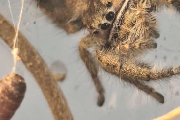 other spiders kaufen und verkaufen Photo: P.regius Rastafari 1-2 fh other spiders kaufen und verkaufen Photo: P.regius Rastafari 1-2 fh