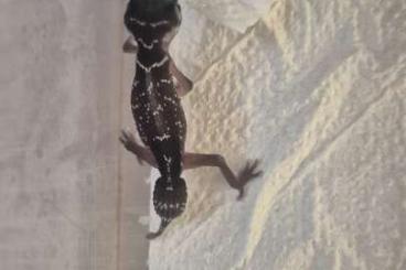 Geckos kaufen und verkaufen Photo: Nephrurus Levis Levis for Hamm Geckos kaufen und verkaufen Photo: Nephrurus Levis Levis for Hamm
