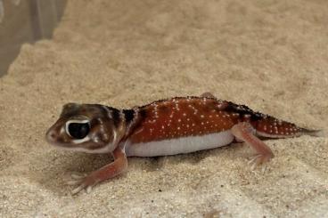 Geckos kaufen und verkaufen Photo: Nephrurus levis levis for Hamm Geckos kaufen und verkaufen Photo: Nephrurus levis levis for Hamm