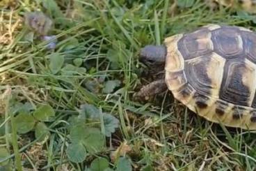 Landschildkröten kaufen und verkaufen Foto: Griechische Landschildköten (Testudo Hermani) in gute Hände abzugeben Landschildkröten kaufen und verkaufen Foto: Griechische Landschildköten (Testudo Hermani) in gute Hände abzugeben