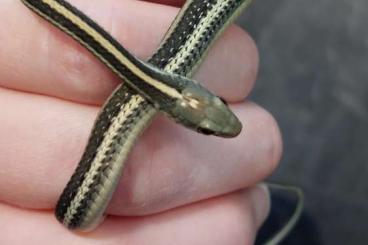 Nattern ungiftige  kaufen und verkaufen Foto: Thamnophis proximus cb 2025