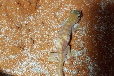 Geckos kaufen und verkaufen Foto: Pachydactylus rangei, Underwoodisaurus milli, Rhacodactylus leachianus Geckos kaufen und verkaufen Foto: Pachydactylus rangei, Underwoodisaurus milli, Rhacodactylus leachianus