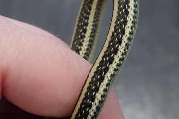 Colubrids kaufen und verkaufen Photo: Thamnophis proximus cb 25 Colubrids kaufen und verkaufen Photo: Thamnophis proximus cb 25