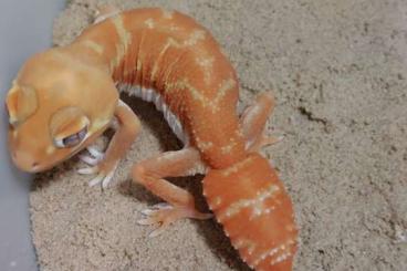 Geckos kaufen und verkaufen Photo: U.milii, N.l.pilbarensis, R.leachianus Hamm Geckos kaufen und verkaufen Photo: U.milii, N.l.pilbarensis, R.leachianus Hamm
