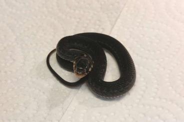 Nattern ungiftige kaufen und verkaufen Foto: 0.4 Thamnophis eques cuitzeoensis, 3.7 Thamnophis proximus Nattern ungiftige kaufen und verkaufen Foto: 0.4 Thamnophis eques cuitzeoensis, 3.7 Thamnophis proximus