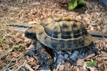 Tortoises kaufen und verkaufen Photo: Griechische Landschildkröte Tortoises kaufen und verkaufen Photo: Griechische Landschildkröte