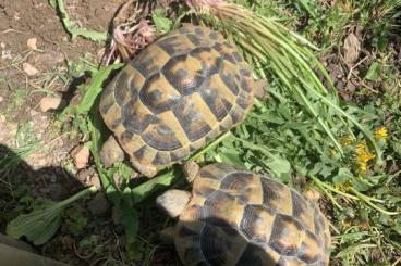 Tortoises kaufen und verkaufen Photo: 2 Griechische Landschildkröten 2016 Tortoises kaufen und verkaufen Photo: 2 Griechische Landschildkröten 2016