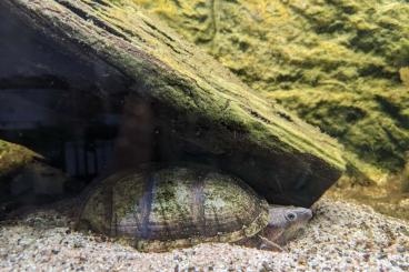 Turtles kaufen und verkaufen Photo: Gewöhnlich Moschusschildkröte Turtles kaufen und verkaufen Photo: Gewöhnlich Moschusschildkröte