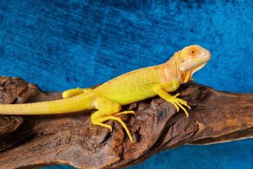 other lizards kaufen und verkaufen Photo: Iguana iguana grune leguan redalbino x albino other lizards kaufen und verkaufen Photo: Iguana iguana grune leguan redalbino x albino