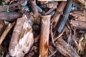 Insects kaufen und verkaufen Photo: Armadillidium maculatum “Zebrarollassel” Insects kaufen und verkaufen Photo: Armadillidium maculatum “Zebrarollassel”