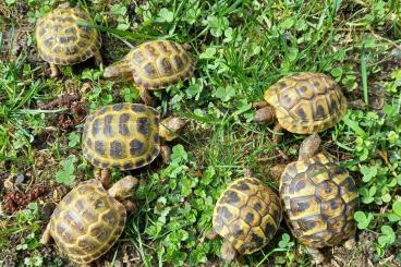 Tortoises kaufen und verkaufen Photo: Testudo horsfieldii und Testudo hermanni Tortoises kaufen und verkaufen Photo: Testudo horsfieldii und Testudo hermanni