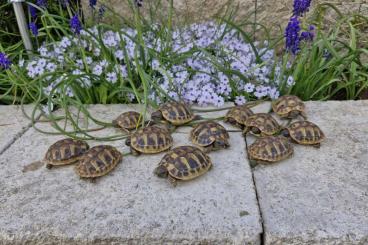 Tortoises kaufen und verkaufen Photo: Griechische landschildkröten Tortoises kaufen und verkaufen Photo: Griechische landschildkröten