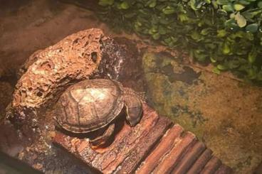 Turtles and Tortoises kaufen und verkaufen Photo: Moschusschildkröte (weiblich, ca. 1–1,5 Jahre) abzugeben Turtles and Tortoises kaufen und verkaufen Photo: Moschusschildkröte (weiblich, ca. 1–1,5 Jahre) abzugeben