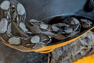 Boas kaufen und verkaufen Foto: Boa Constrictor Imperator Boas kaufen und verkaufen Foto: Boa Constrictor Imperator