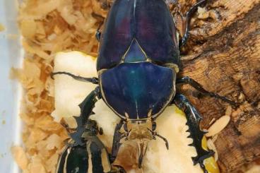 Insects kaufen und verkaufen Photo: Mecynorhina torquata ugandensis - Blue