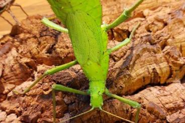 Insects kaufen und verkaufen Photo: Heteropteryx dilatata eggs (x100) - Stick Insect - Jungle Nymph