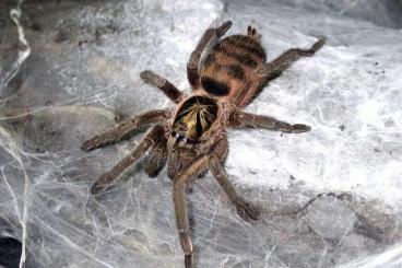 - bird spiders kaufen und verkaufen Photo: Zwerg Vogelspinne Neoholothele Incei Gold mit Terrarium - bird spiders kaufen und verkaufen Photo: Zwerg Vogelspinne Neoholothele Incei Gold mit Terrarium