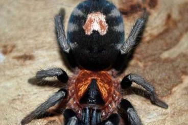 - bird spiders kaufen und verkaufen Photo: Zwerg Vogelspinne Cyriocosmus perezmilesi - bird spiders kaufen und verkaufen Photo: Zwerg Vogelspinne Cyriocosmus perezmilesi