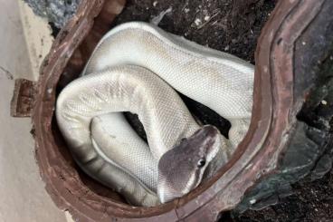 Königspythons kaufen und verkaufen Foto: Weibchen namens Brunhilde, 4 Jahre alt Königspythons kaufen und verkaufen Foto: Weibchen namens Brunhilde, 4 Jahre alt