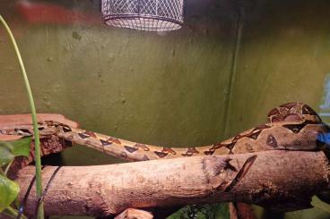 Boas kaufen und verkaufen Foto: Boa Constrictor Imperator Boas kaufen und verkaufen Foto: Boa Constrictor Imperator