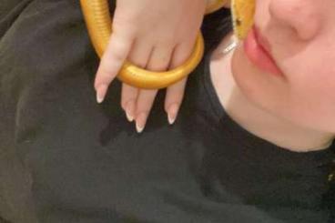 Snakes kaufen und verkaufen Photo: Kornnatter männlich Orange Snakes kaufen und verkaufen Photo: Kornnatter männlich Orange