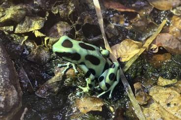 Poison dart frogs kaufen und verkaufen Photo: Dendrobates auratus abzugeben Poison dart frogs kaufen und verkaufen Photo: Dendrobates auratus abzugeben