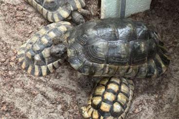 Landschildkröten kaufen und verkaufen Foto: Verkaufe Testudo marginata (Breitrand) Schildkröten Landschildkröten kaufen und verkaufen Foto: Verkaufe Testudo marginata (Breitrand) Schildkröten