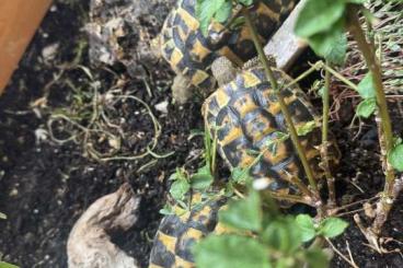 Tortoises kaufen und verkaufen Photo: 3 Schildkröten suchen neues zu Hause (zusammen oder getrennt) Tortoises kaufen und verkaufen Photo: 3 Schildkröten suchen neues zu Hause (zusammen oder getrennt)