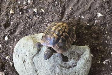 Tortoises kaufen und verkaufen Photo: Verkaufe Griechische Landschildkröte Tortoises kaufen und verkaufen Photo: Verkaufe Griechische Landschildkröte