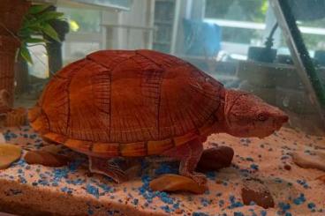 Turtles kaufen und verkaufen Photo: Dach-Moschusschildkröte abzugeben Turtles kaufen und verkaufen Photo: Dach-Moschusschildkröte abzugeben